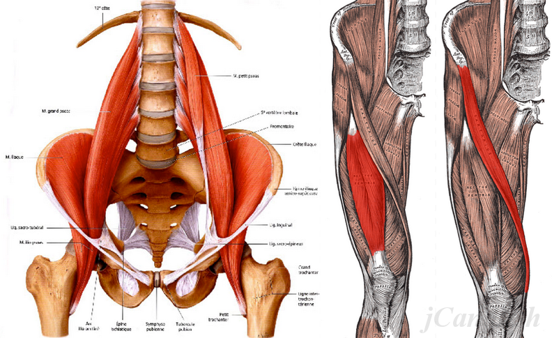 muscle-anatomy-lower-back.png