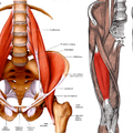 muscle-anatomy-lower-back
