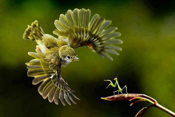 bird-v.-mantis-links.jpg